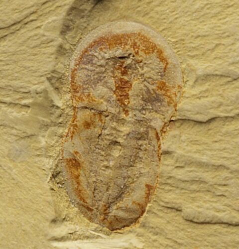 Soft-Bodied Naraoiid Arthropod (Naraoia) #14932